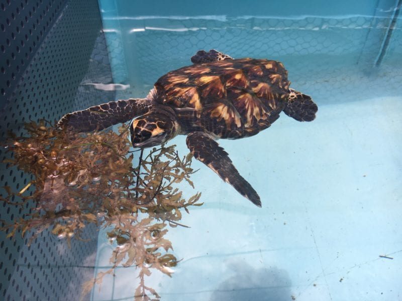 releasing a sea turtle