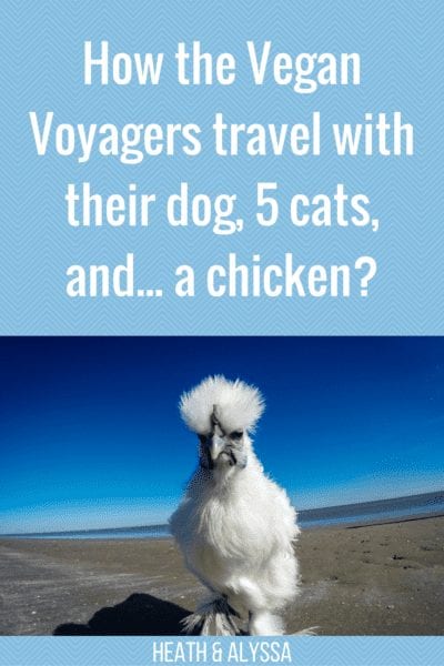 How the Vegan Voyagers Travel With Their Dog, 5 Cats, and...a Chicken?