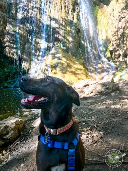 vegan voyagers lulu